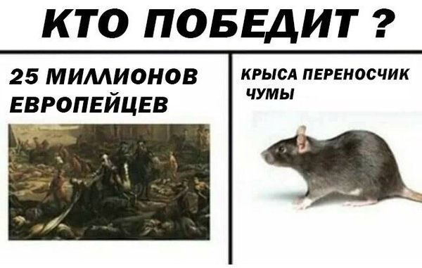 Уничтожение крыс в Великом Новгороде, цены, стоимость, методы