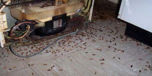 Поморить тараканов в квартире в Великом Новгороде, цены