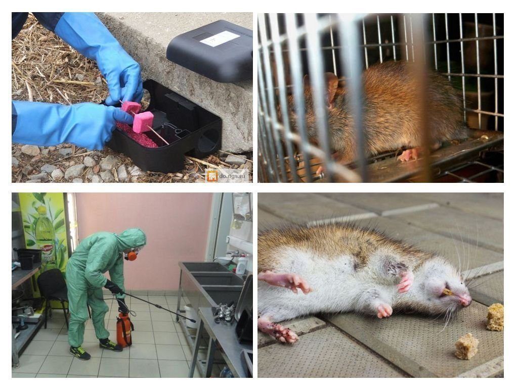 Фирма по уничтожению грызунов, крыс и мышей в Великом Новгороде