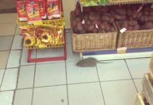 Дезинфекция от грызунов, крыс и мышей в Великом Новгороде