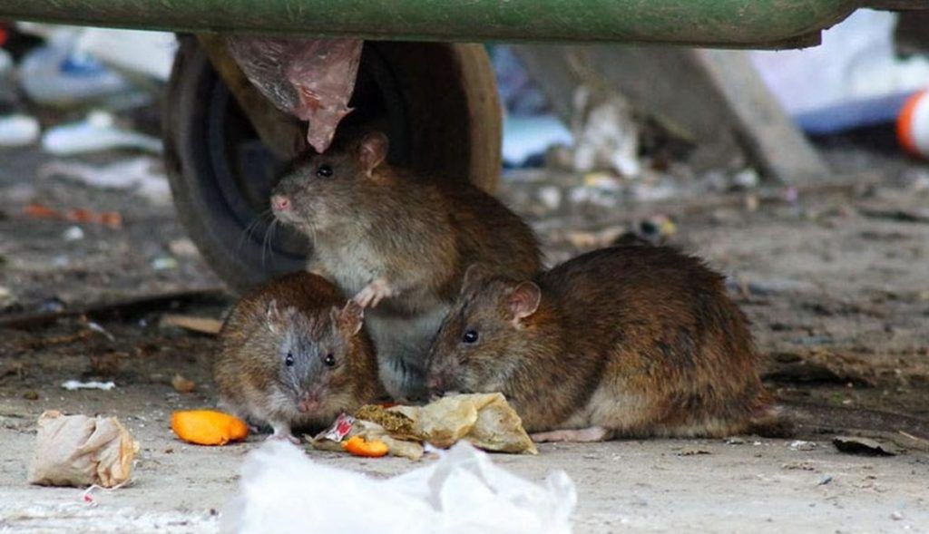 Травить грызунов крыс и мышей в Великом Новгороде