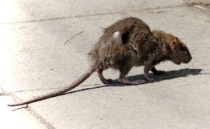 Фирма по уничтожению грызунов, крыс и мышей в Великом Новгороде