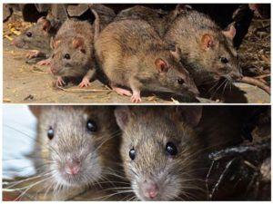 Травить грызунов крыс и мышей в Великом Новгороде