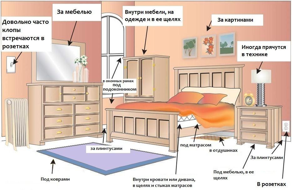 Обработка от клопов квартиры в Великом Новгороде