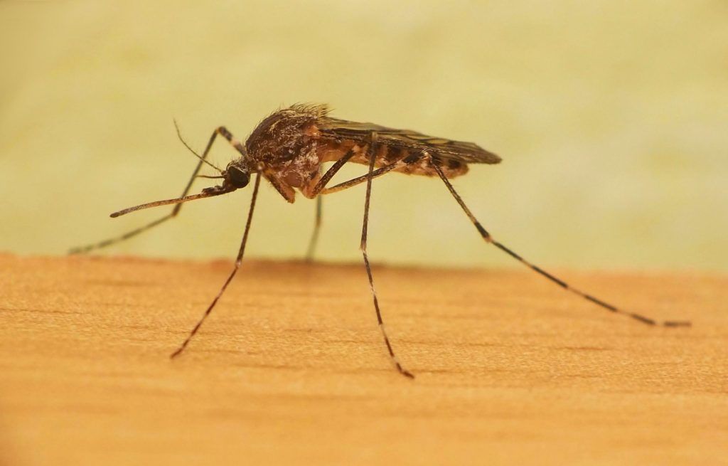 Уничтожение комаров в Великом Новгороде