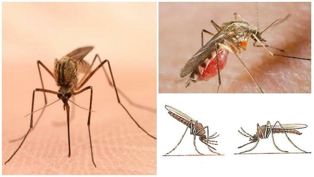 Уничтожение комаров в Великом Новгороде