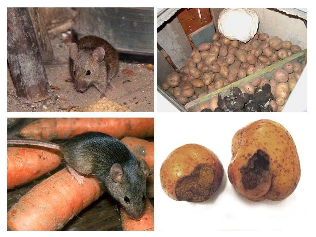 Обработка от грызунов крыс и мышей в Великом Новгороде