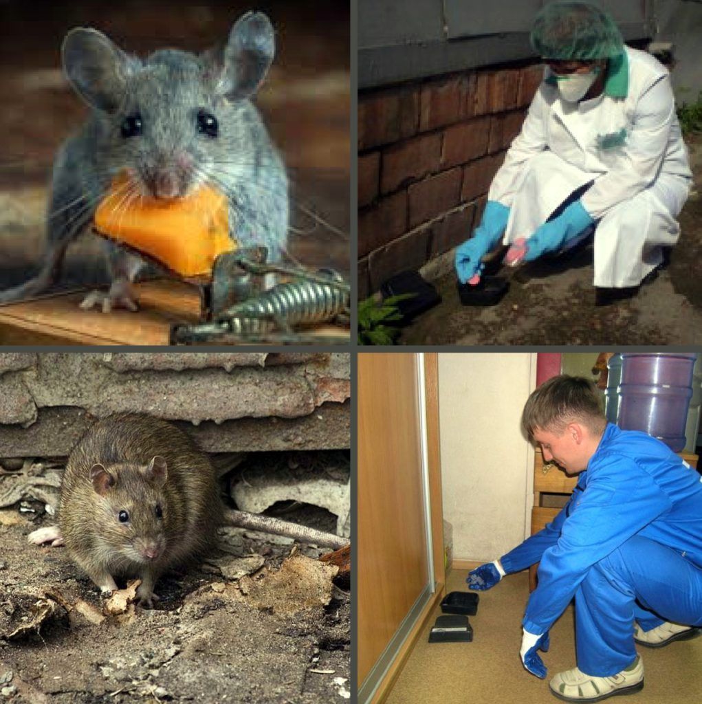 Дезинфекция от грызунов, крыс и мышей в Великом Новгороде