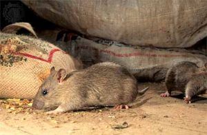 Дератизация от грызунов от крыс и мышей в Великом Новгороде