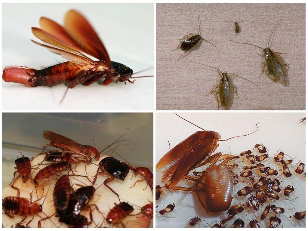Уничтожение тараканов в квартире в Великом Новгороде 