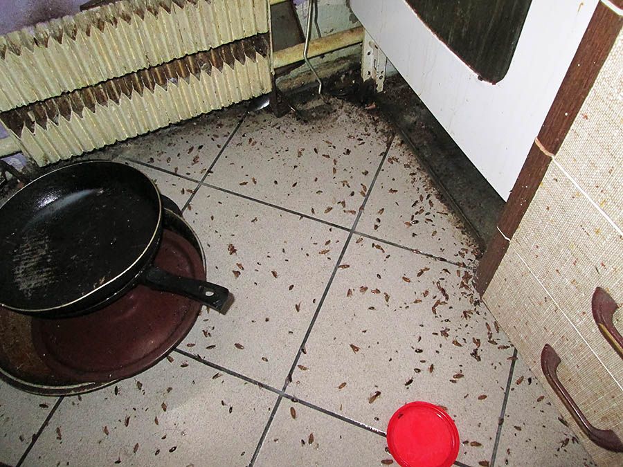 Санэпидемстанция от тараканов в Великом Новгороде, вызвать, цены
